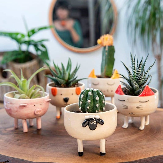 Tips for Growing Succulents in a Ceramic Pot